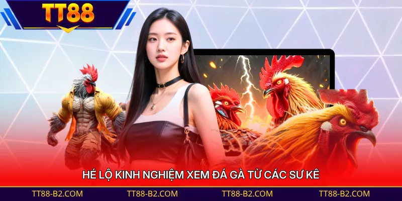 Hé lộ kinh nghiệm xem đá gà từ các sư kê